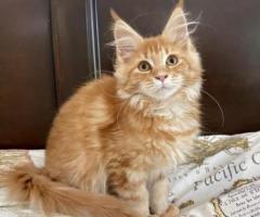 Fluffy maine coon kittens for sale