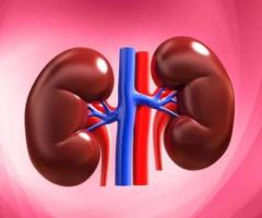 Protect Your Kidneys: The Silent Warriors of Your Body