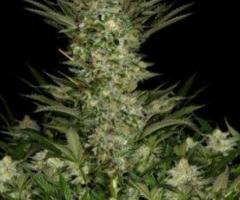 Buy high-quality cannabis seeds from the best cannabis seeds online shop