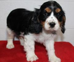 Exceptional Quality & Health tested Cavalier