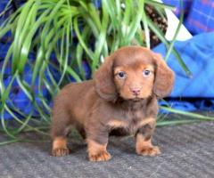 Introducing my stunning litter of Dachshund puppie