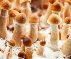 Text +(1442) 2221044  Buy APE Albino Penis Envy Shrooms USA - Where to Buy Shrooms Online in USA