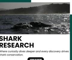 Shark Research South Africa