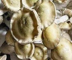 Best Makilla Gorilla Mushroom Spores for Professional Mycology Research