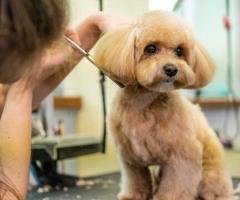 Book Trusted Dog Grooming Service in Arcadia Today