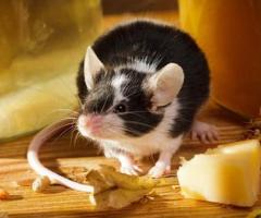 Mice Removal NJ