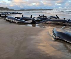 The Mystery of Mass Strandings: Why Tasmania’s Shores Keep Seeing Marine Tragedies