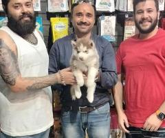 Dog For Sale in Delhi: The Best Place to Find Your Companion