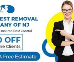 Squirrel Removal in NJ