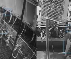 Dairy Camera Systems for Farm Security & Management | Cattle-Care