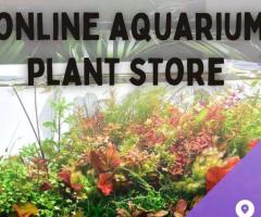 Online Aquarium Plant Store | Famous Pets