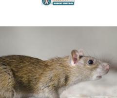 Professional Dead Animal Removal Melbourne | Safe & Hygienic Services