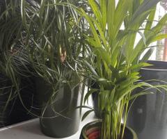 Coastal Plants at Urban Jungle Plants and Pottery.