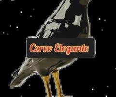 Corvo Elegant - Staffing Firm in Portugal