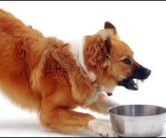 Stop Food Aggression in Dogs | Victoria Behavior Expert