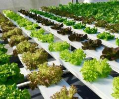 Cost & Benefits of Hydroponics Training Programs Near You