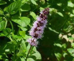 Patchouli Oil Manufactures and suppliers