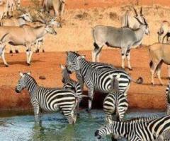 Unforgettable Safaris in Mombasa – Explore the Wild