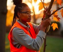 Need an Adelaide Arborist? Trust Adelaide Tree Removals for Expert Tree Care & Removal