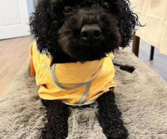 Quick Drying Dog Bath Towel Collection