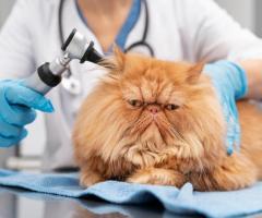 Affordable Pet Aural Hematoma Repair by VIP Animal Hospital