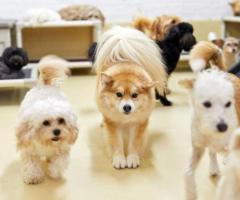 Matted Dog Grooming – Gentle, Expert Care for Severely Matted Coats