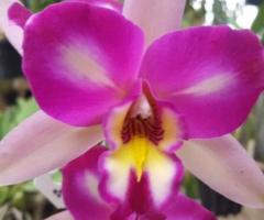 Online Orchids For Sale – Brindabella Orchids