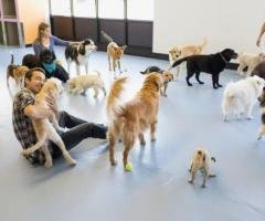 Daycare For Dogs Lents