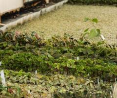 Top Landscaping Services in Gisborne