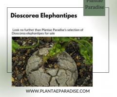 Dioscorea Elephantipes For Sale