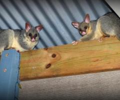 Get Possum Removal Brisbane Services
