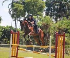 Talented Show Jumper thoroughbred horse for sale - 1