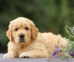 Buy a Golden Retriever Dog from Elite Golden Pups