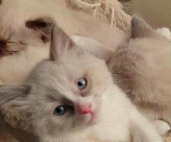 Adorable and cute Ragdoll kittens on sale.
