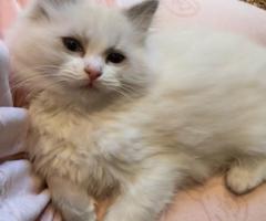 Adorable and cute Ragdoll kittens on sale.