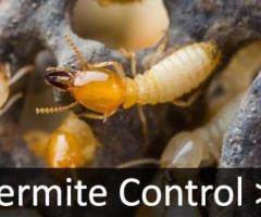 Affordable Termite Control Services in Ghaziabad – Book Today!