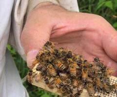 Buy Queen Bee Online Illinois – Meyer Bees for Sale