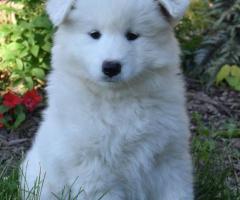 Samoyed Puppies for Sale with Health Guarantees