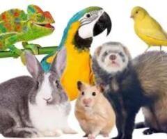 Animal Air Transportation Services by Airborne Animals LLC