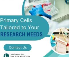 Primary Cells Tailored to Your Research Needs