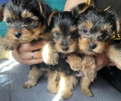 Cute Teacup Yorkie Puppies Available.
