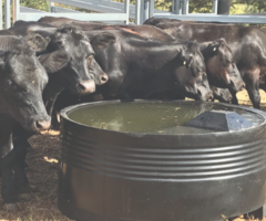 Protect Your Water Supply with Quality PVC Plastic Water Tanks