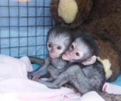 Raised baby capuchin monkey for free adoption