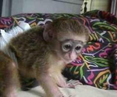 lovely babies Capuchin monkeys For Free adoption
