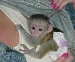 Cute Capuchin Monkeys For Adoption