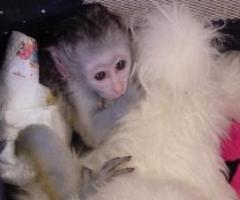 Diaper Trained Capuchin Monkey For Adoption