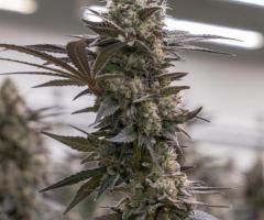 Blue Dream Strain by Melonade Strain - Experience the Perfect Balance