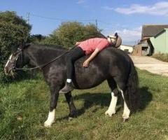 Gorgeous with Smart Black Gaited Horse Sale