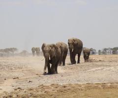 Experience African Wildlife Safaris in Unmatched Luxury