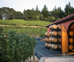 Napa Sonoma Valley Wine Tour Driver: Unveiling Napa Valley's Extraordinary Winery Tours
